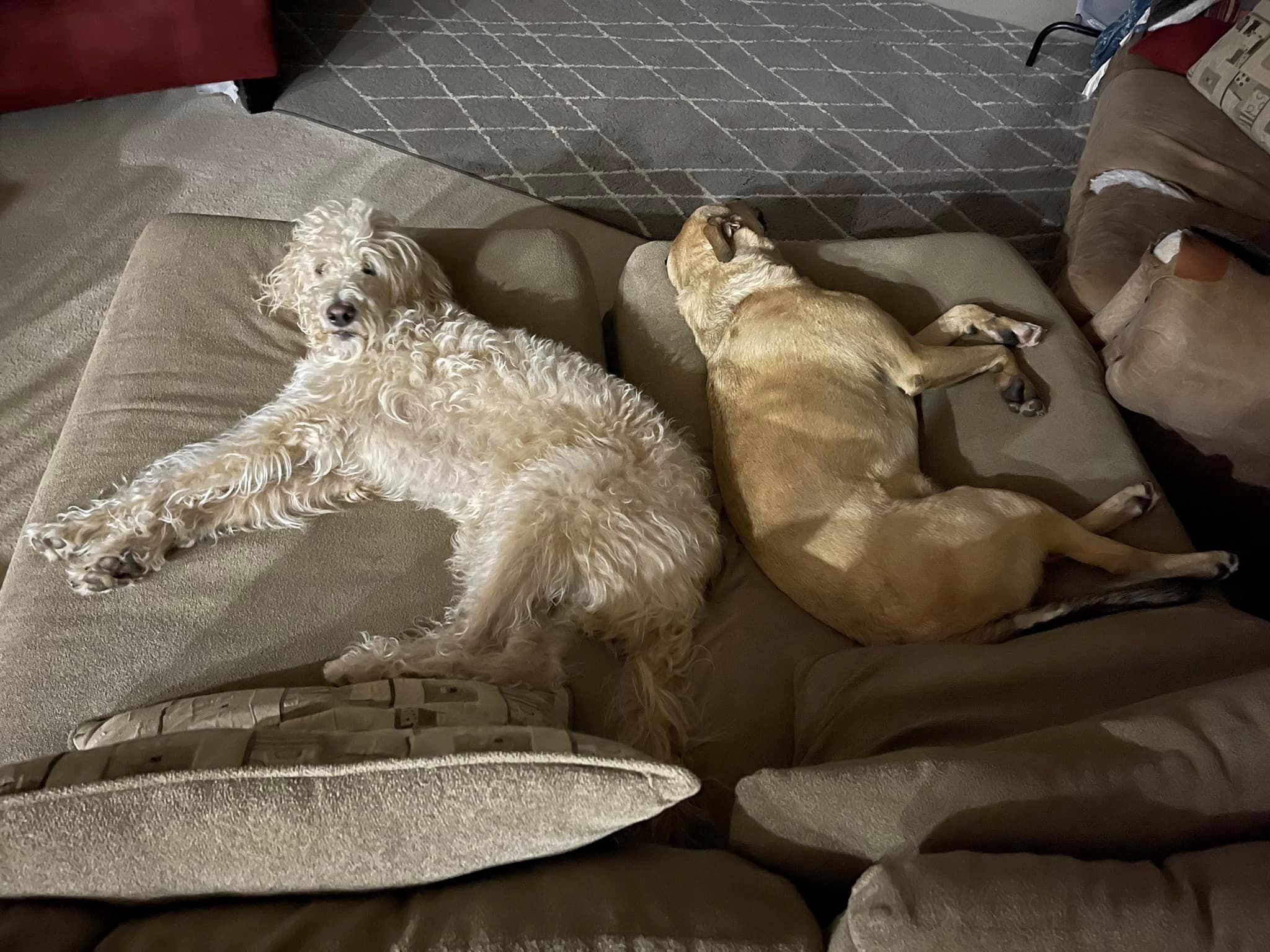 Two Dogs Laying Back to Back