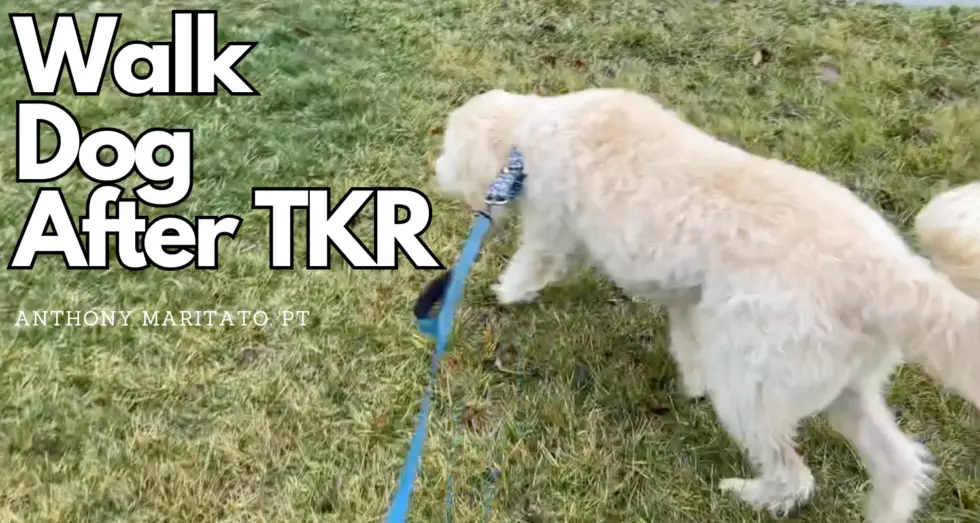 Walking Your Dog After Knee Replacement Surgery A Timeline for Recovery