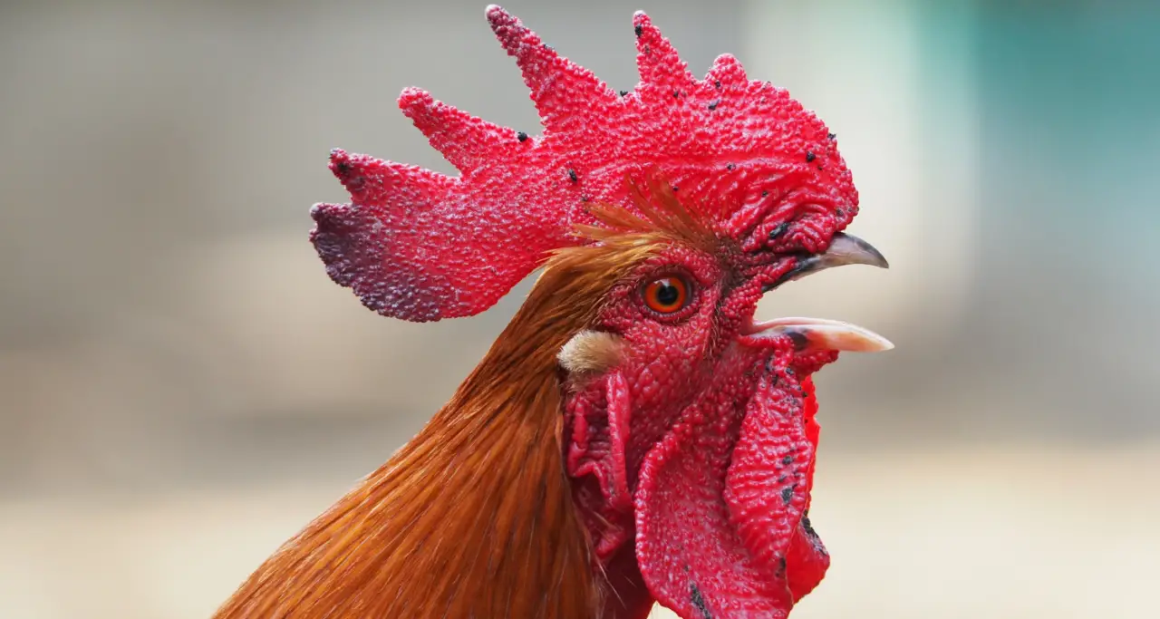 Pros and Cons of Rooster Comb Injections for Knee Osteoarthritis